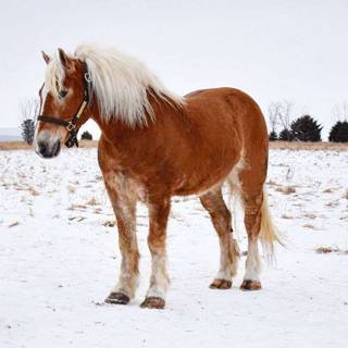 Haflinger horse wallpaper