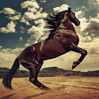 Andalusian horse wallpaper