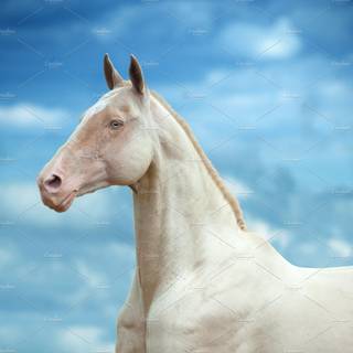 Akhal-Teke horse wallpaper