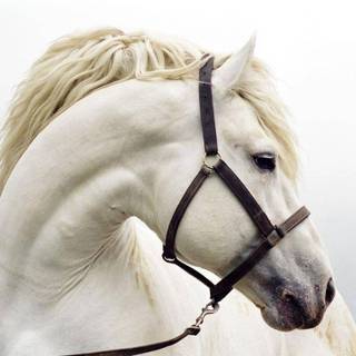 Andalusian horse wallpaper