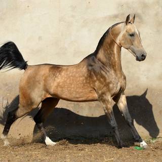Akhal-Teke horse wallpaper