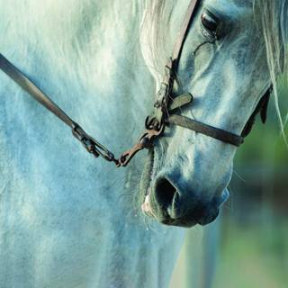 Andalusian horse wallpaper