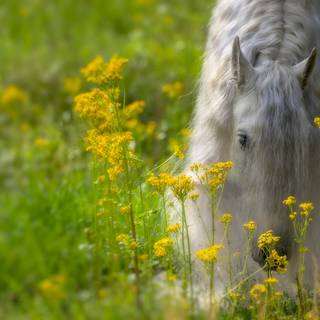 Andalusian horse wallpaper