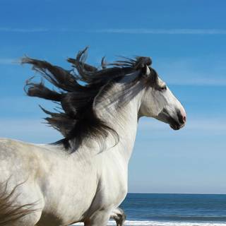 Andalusian horse wallpaper