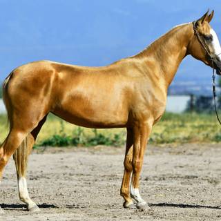Akhal-Teke horse wallpaper