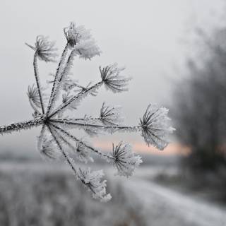 Early morning frost wallpaper