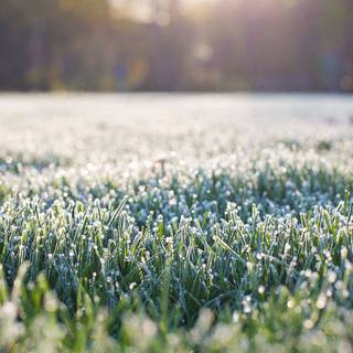 Early morning frost wallpaper