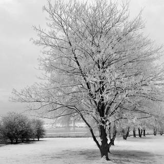 Early morning frost wallpaper