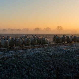 Early morning frost wallpaper