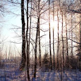 Early morning frost wallpaper