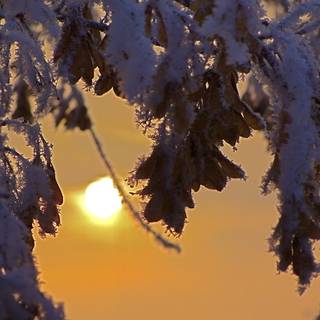 Early morning frost wallpaper