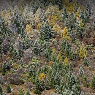 Early morning frost wallpaper