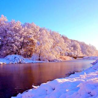 Early morning frost wallpaper