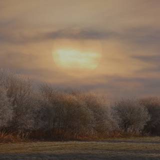 Early morning frost wallpaper