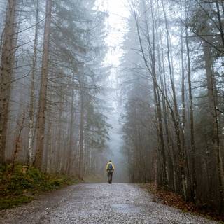 Early morning frost wallpaper