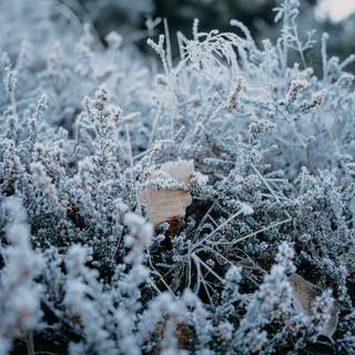 Early morning frost wallpaper