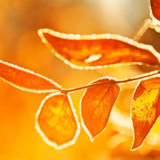 Early morning frost wallpaper