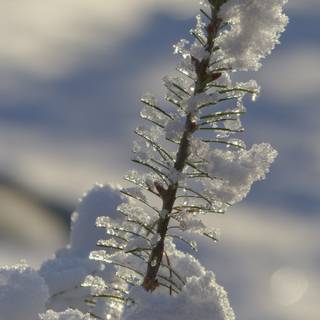 Early morning frost wallpaper