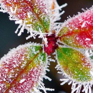 Early morning frost wallpaper