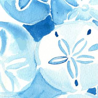 Sand Dollar wallpaper