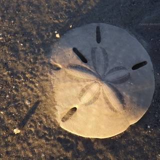 Sand Dollar wallpaper