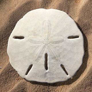 Sand Dollar wallpaper