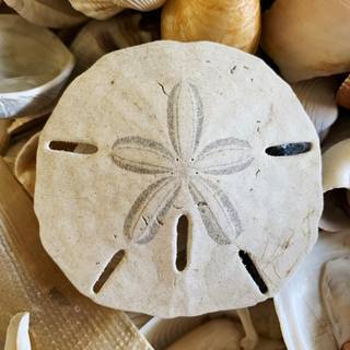 Sand Dollar wallpaper