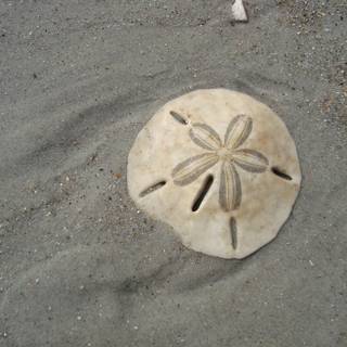 Sand Dollar wallpaper