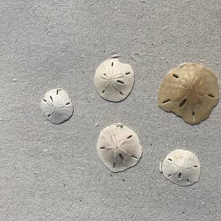 Sand Dollar wallpaper