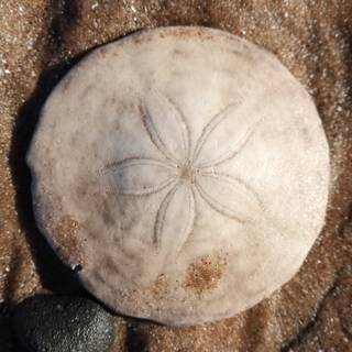 Sand Dollar wallpaper