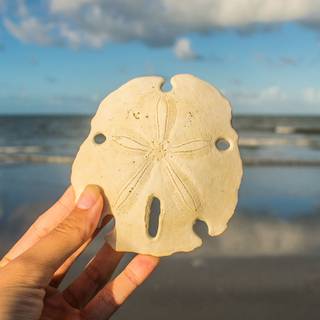 Sand Dollar wallpaper