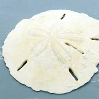 Sand Dollar wallpaper