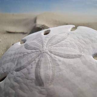 Sand Dollar wallpaper