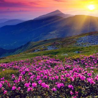 Spring floral landscape wallpaper
