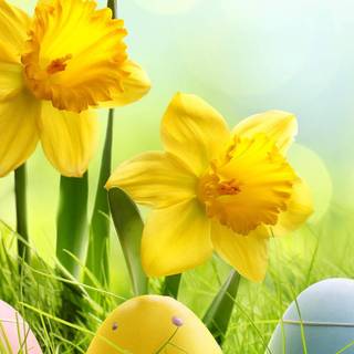 Spring and Easter vibes wallpaper