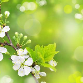 Green spring floral wallpaper