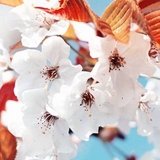 Spring fantasy iPhone wallpaper