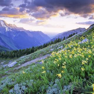 Spring mountain flower wallpaper