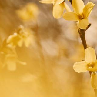 Spring fantasy iPhone wallpaper