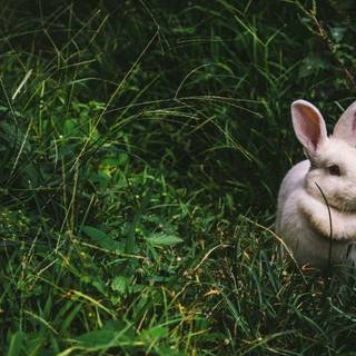 Spring and Easter vibes wallpaper