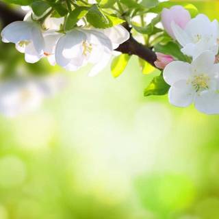 Green spring floral wallpaper