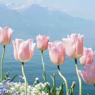 Tulip iPhone 4k wallpaper