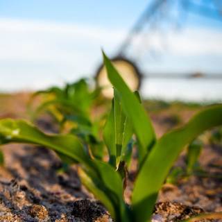 Farmhouse spring wallpaper