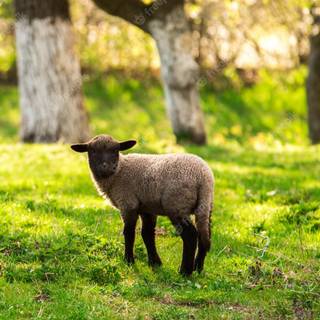 Farmhouse spring wallpaper