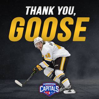 Sarnia Sting wallpaper