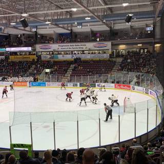 Sarnia Sting wallpaper