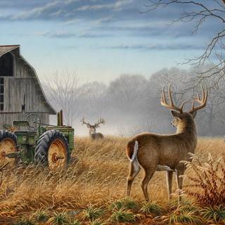 Whitetail bucks wallpaper