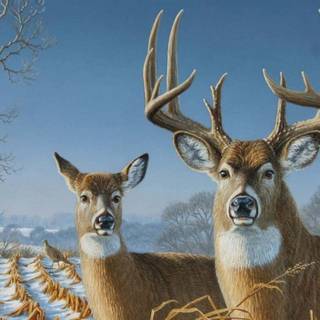 Whitetail bucks wallpaper