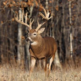 Whitetail bucks wallpaper