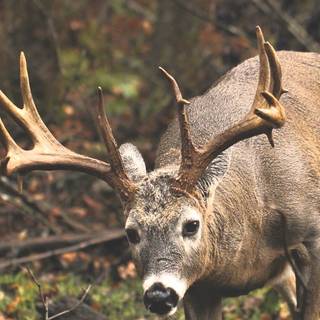 Whitetail bucks wallpaper